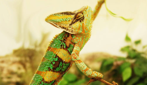 Picture 4 of Chameleon changes body color when fighting