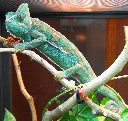 Picture 5 of Chameleon changes body color when fighting
