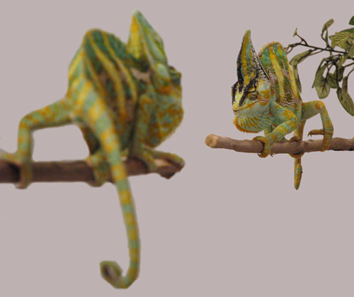Picture 6 of Chameleon changes body color when fighting