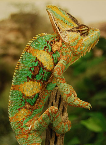 Picture 7 of Chameleon changes body color when fighting