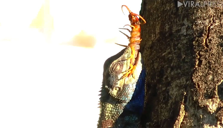 Picture 1 of Chameleon swallowed giant centipedes