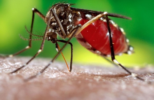 Picture 3 of Change the sex of the mosquito
