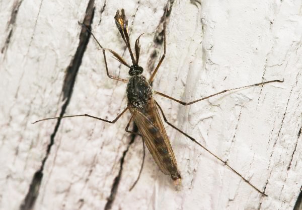 Picture 4 of Change the sex of the mosquito