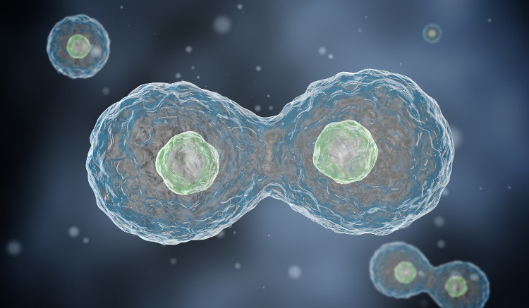 Picture 1 of Changing the copy process of DNA can kill cancer cells