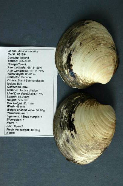 Picture 5 of Check out the nearly immortal creatures in the natural world
