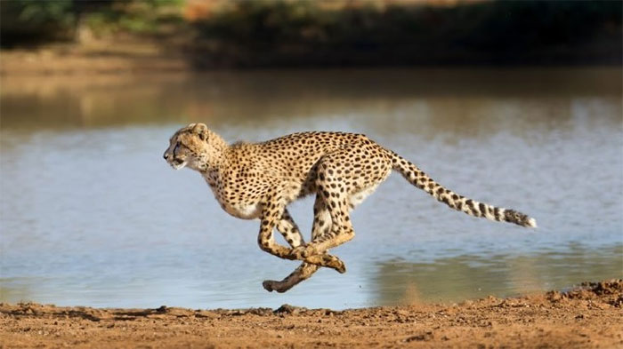 Picture 1 of Cheetah is in danger of extinction