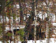 Picture 2 of Chernobyl and the magic of nature