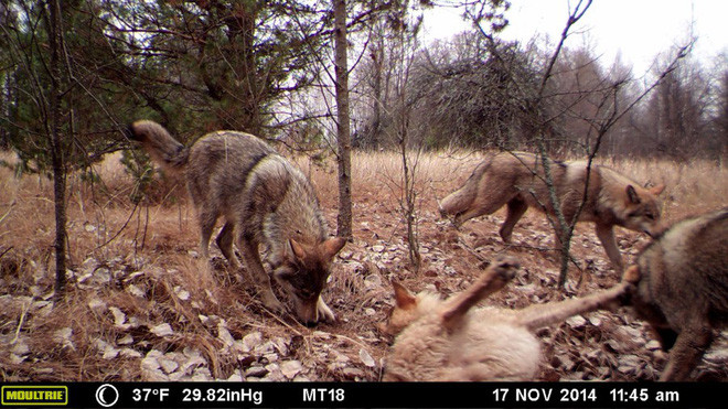 Picture 2 of Chernobyl is a human disaster, but good news for animals here