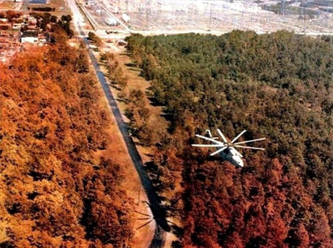 Picture 3 of Chernobyl is a human disaster, but good news for animals here