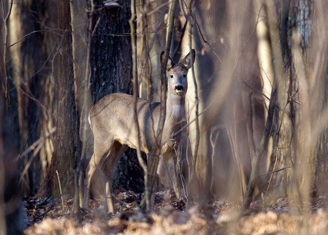Picture 4 of Chernobyl is a human disaster, but good news for animals here