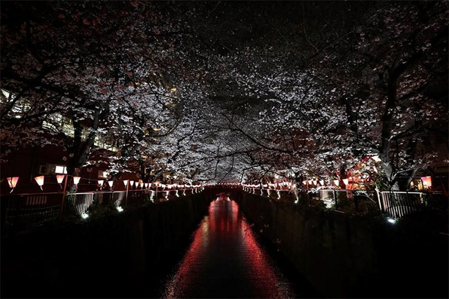 Picture 4 of Cherry blossom season flourishes in Japan through ecstatic beautiful pictures