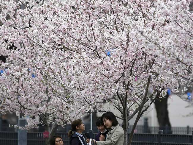 Picture 6 of Cherry blossom season flourishes in Japan through ecstatic beautiful pictures