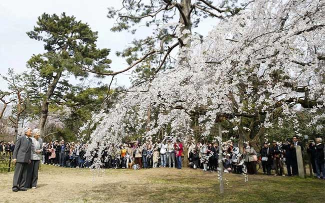 Picture 7 of Cherry blossom season flourishes in Japan through ecstatic beautiful pictures