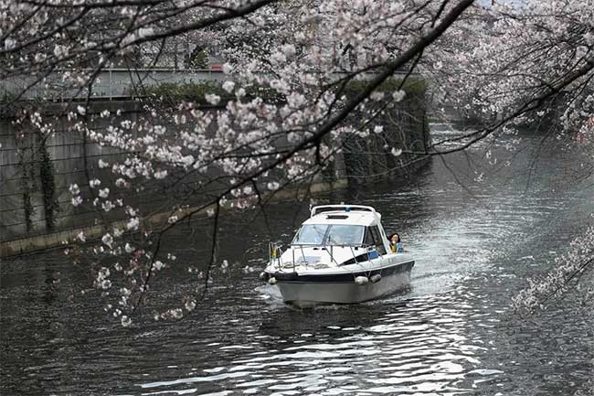 Picture 8 of Cherry blossom season flourishes in Japan through ecstatic beautiful pictures