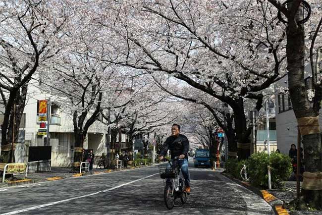 Picture 9 of Cherry blossom season flourishes in Japan through ecstatic beautiful pictures