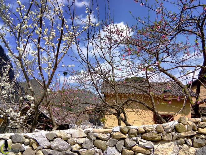 Picture 1 of Cherry blossoms, blooming plum blossoms on Ha Giang stone plateau