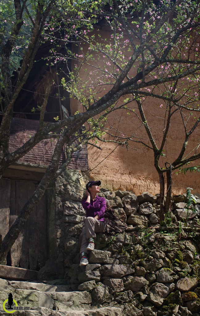 Picture 10 of Cherry blossoms, blooming plum blossoms on Ha Giang stone plateau