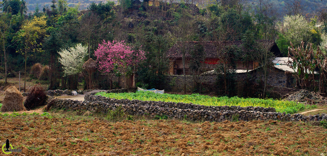 Picture 2 of Cherry blossoms, blooming plum blossoms on Ha Giang stone plateau
