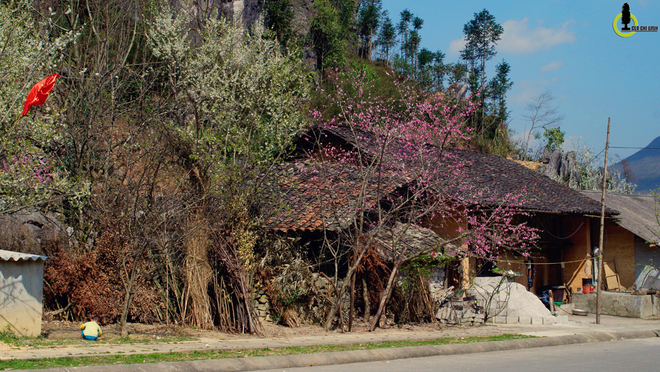 Picture 3 of Cherry blossoms, blooming plum blossoms on Ha Giang stone plateau
