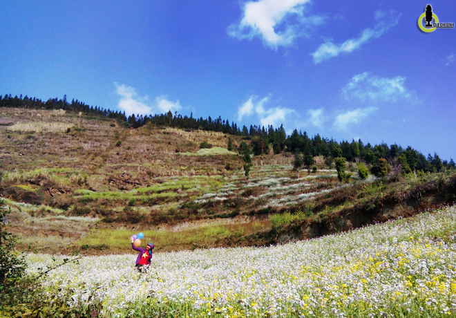 Picture 4 of Cherry blossoms, blooming plum blossoms on Ha Giang stone plateau