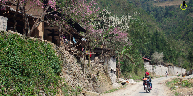 Picture 5 of Cherry blossoms, blooming plum blossoms on Ha Giang stone plateau