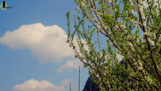 Picture 6 of Cherry blossoms, blooming plum blossoms on Ha Giang stone plateau