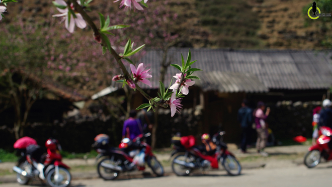 Picture 7 of Cherry blossoms, blooming plum blossoms on Ha Giang stone plateau