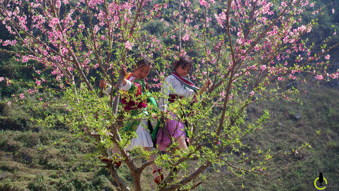 Picture 8 of Cherry blossoms, blooming plum blossoms on Ha Giang stone plateau