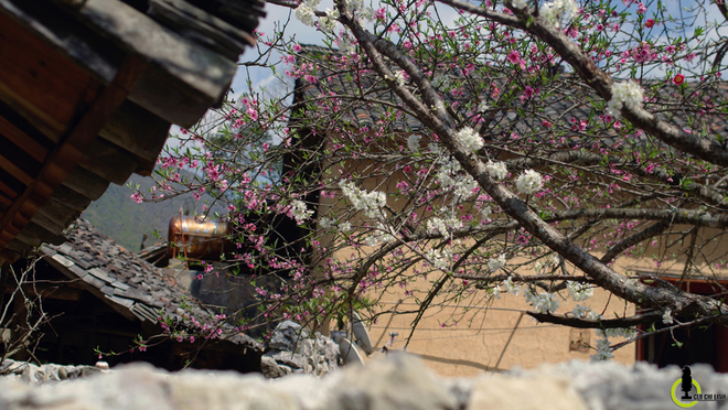 Picture 9 of Cherry blossoms, blooming plum blossoms on Ha Giang stone plateau