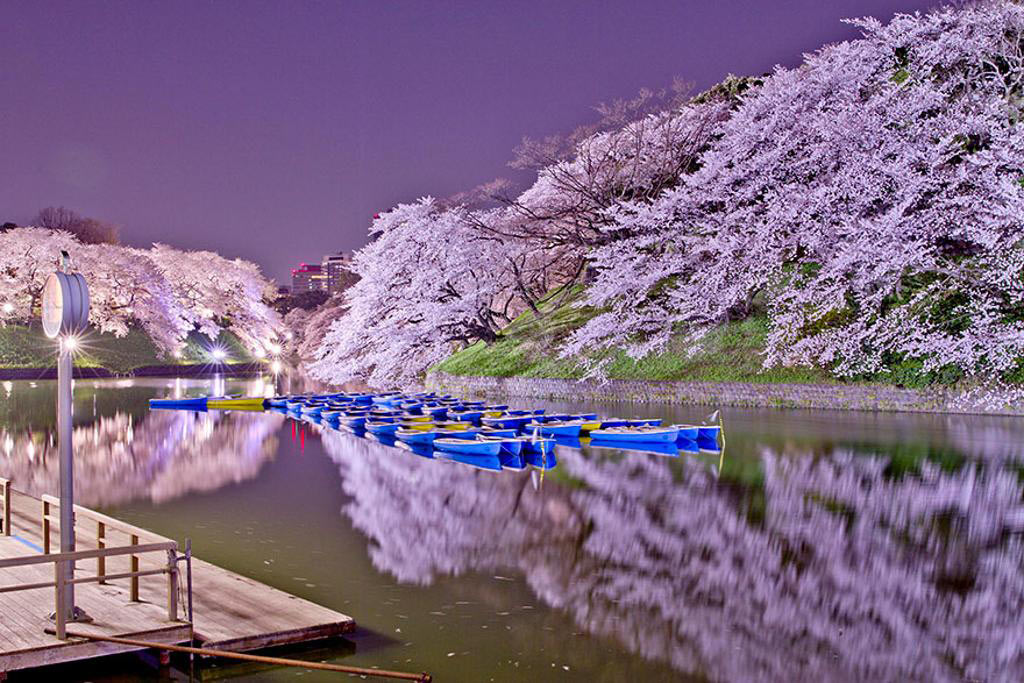 Picture 10 of Cherry blossoms make you want to go to Japan immediately