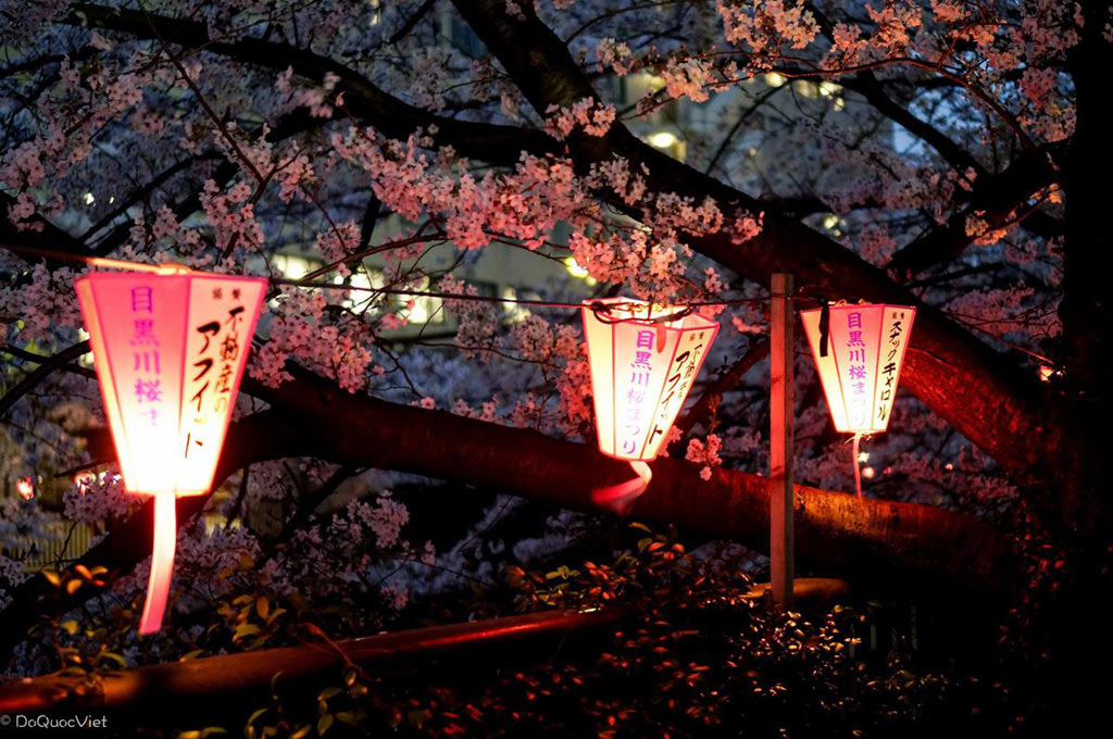 Picture 11 of Cherry blossoms make you want to go to Japan immediately
