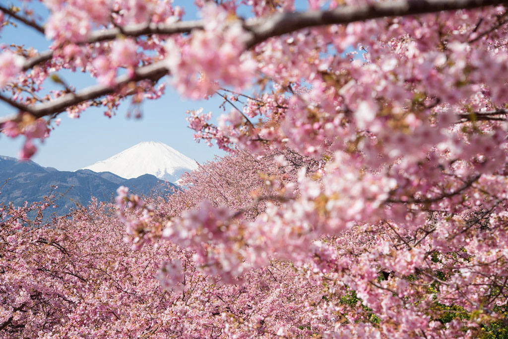 Picture 12 of Cherry blossoms make you want to go to Japan immediately