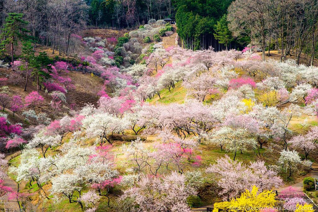 Picture 13 of Cherry blossoms make you want to go to Japan immediately