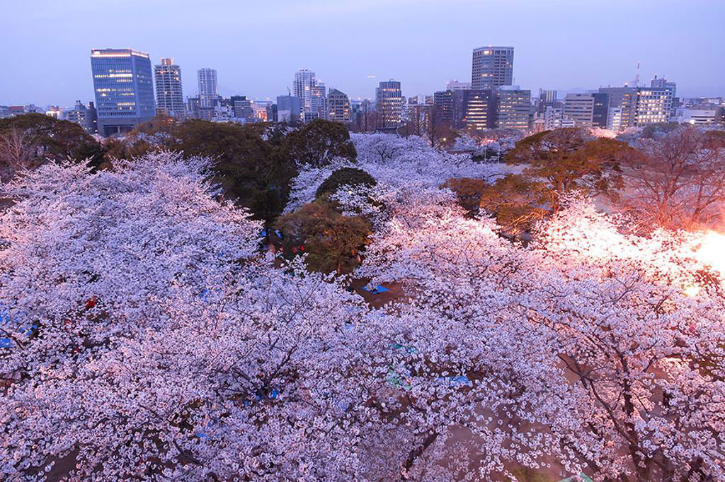 Picture 14 of Cherry blossoms make you want to go to Japan immediately