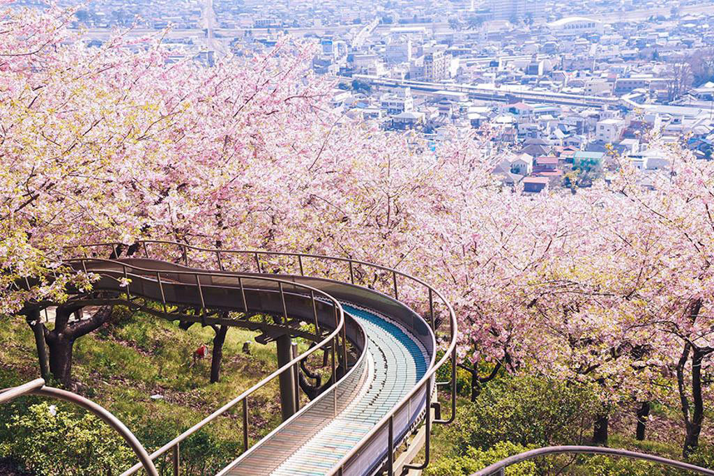 Picture 16 of Cherry blossoms make you want to go to Japan immediately
