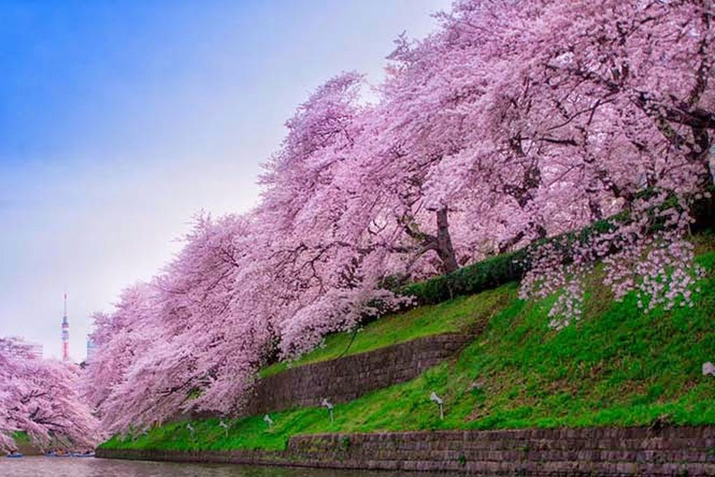 Picture 17 of Cherry blossoms make you want to go to Japan immediately