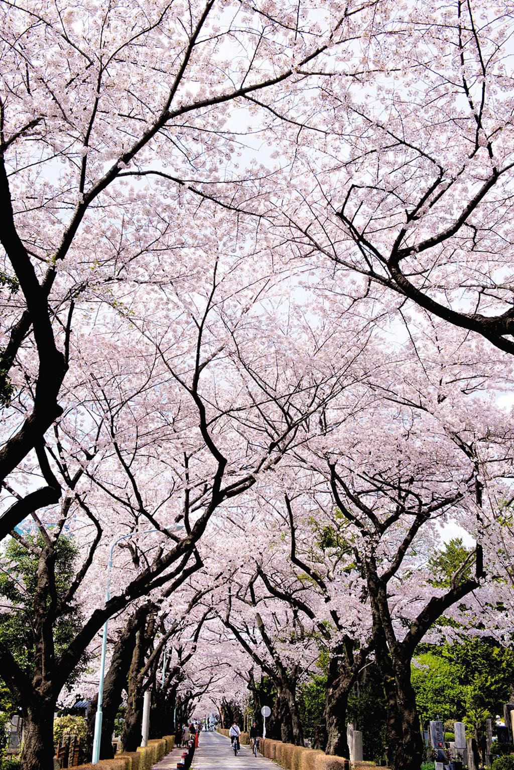 Picture 18 of Cherry blossoms make you want to go to Japan immediately