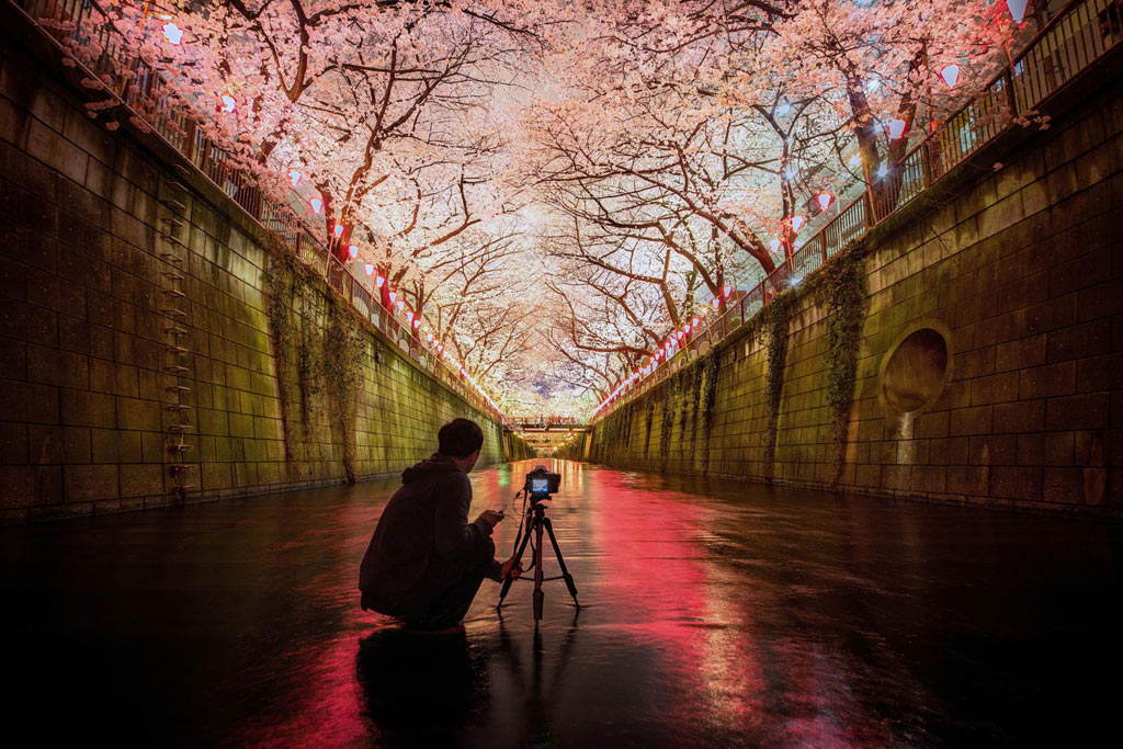 Picture 19 of Cherry blossoms make you want to go to Japan immediately