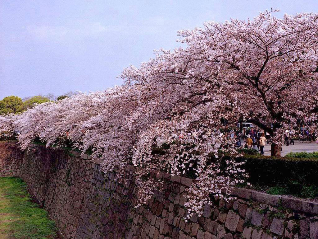 Picture 20 of Cherry blossoms make you want to go to Japan immediately