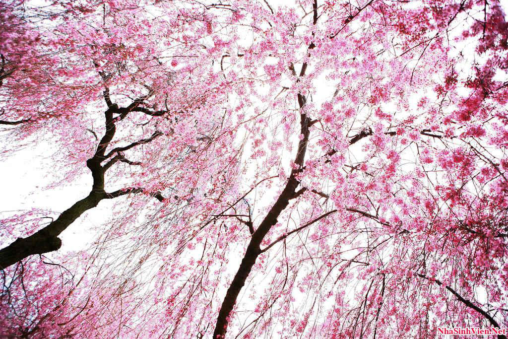 Picture 22 of Cherry blossoms make you want to go to Japan immediately