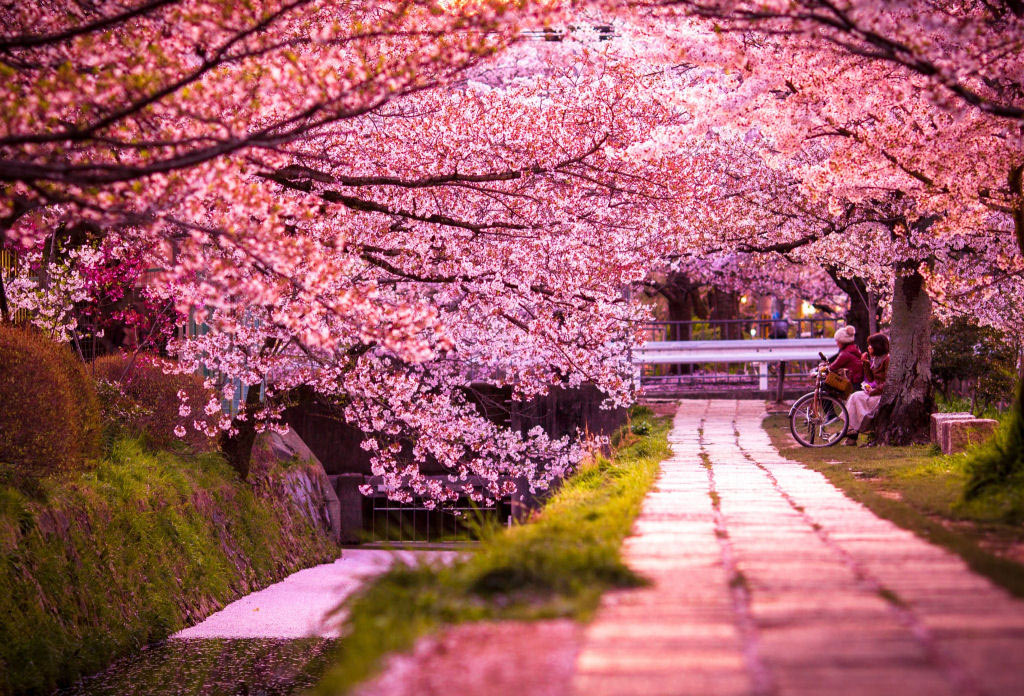 Picture 23 of Cherry blossoms make you want to go to Japan immediately