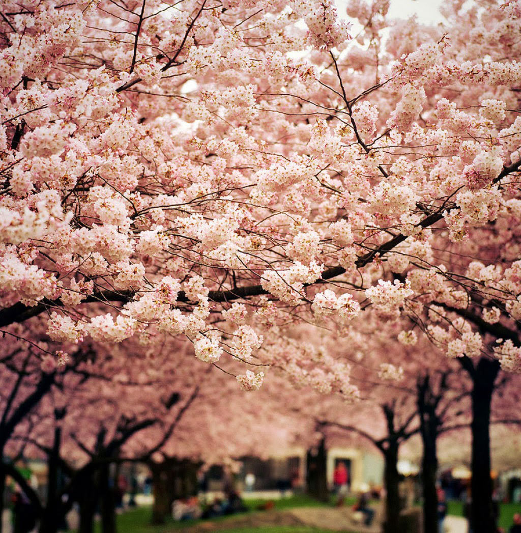 Picture 24 of Cherry blossoms make you want to go to Japan immediately