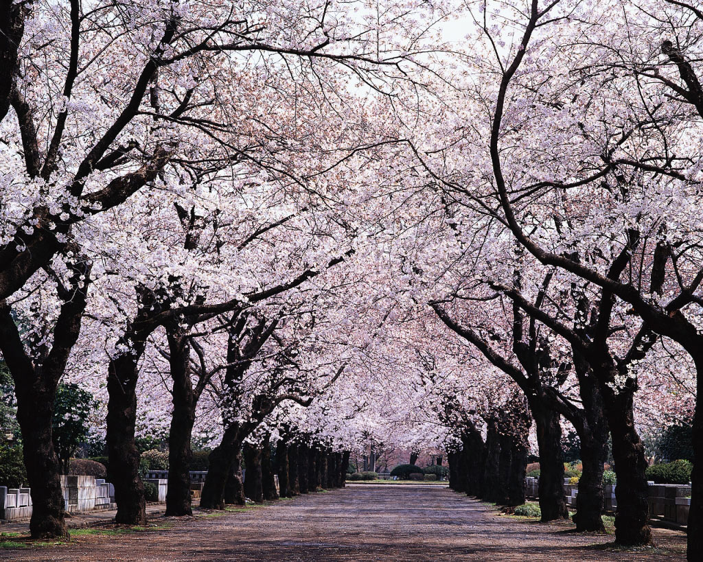 Picture 25 of Cherry blossoms make you want to go to Japan immediately