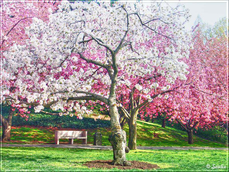 Picture 26 of Cherry blossoms make you want to go to Japan immediately