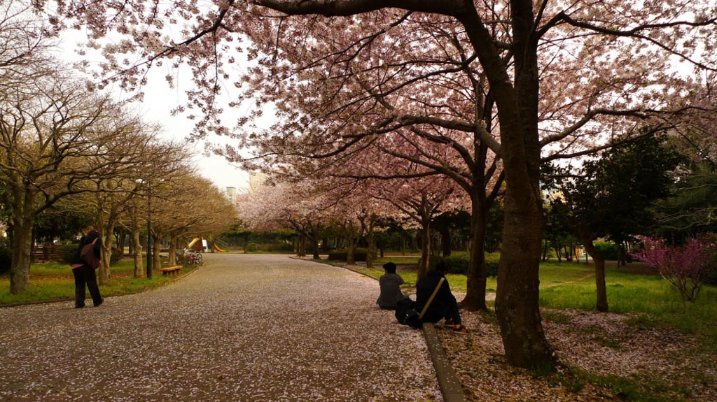 Picture 28 of Cherry blossoms make you want to go to Japan immediately