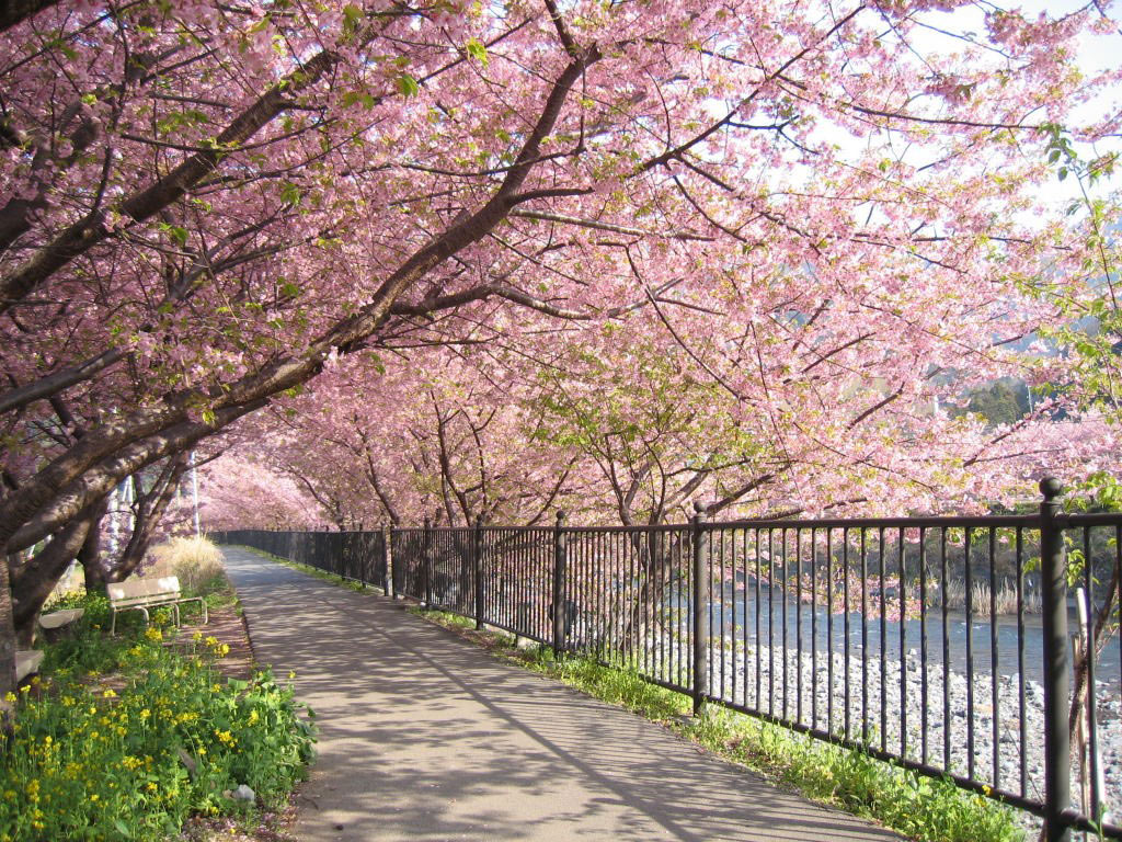 Picture 29 of Cherry blossoms make you want to go to Japan immediately