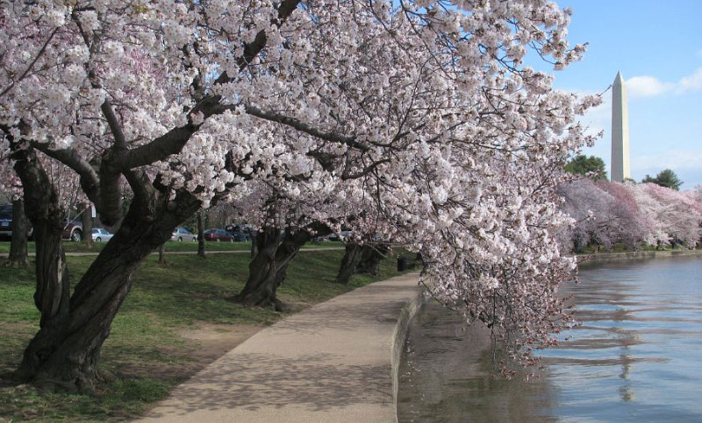 Picture 30 of Cherry blossoms make you want to go to Japan immediately