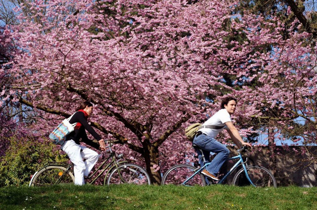 Picture 31 of Cherry blossoms make you want to go to Japan immediately