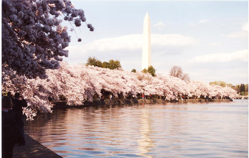 Picture 32 of Cherry blossoms make you want to go to Japan immediately
