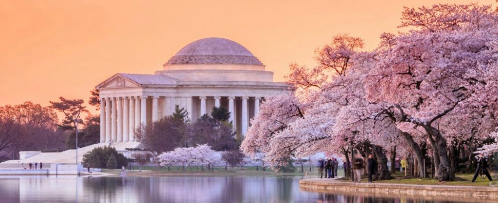 Picture 33 of Cherry blossoms make you want to go to Japan immediately